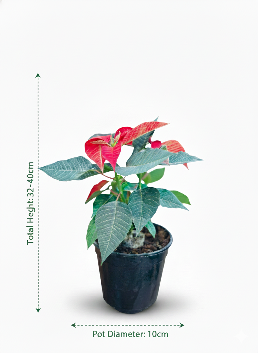 Poinsettia Red