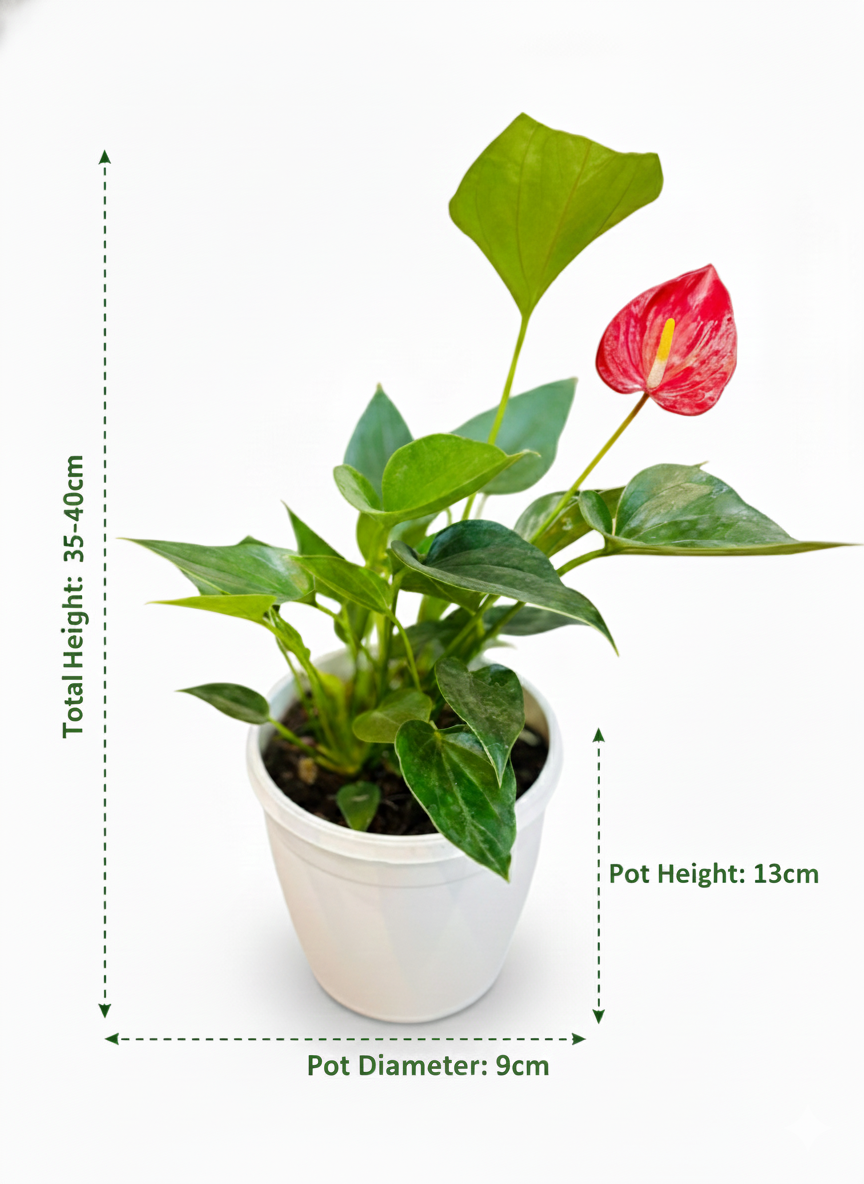 Anthurium Red