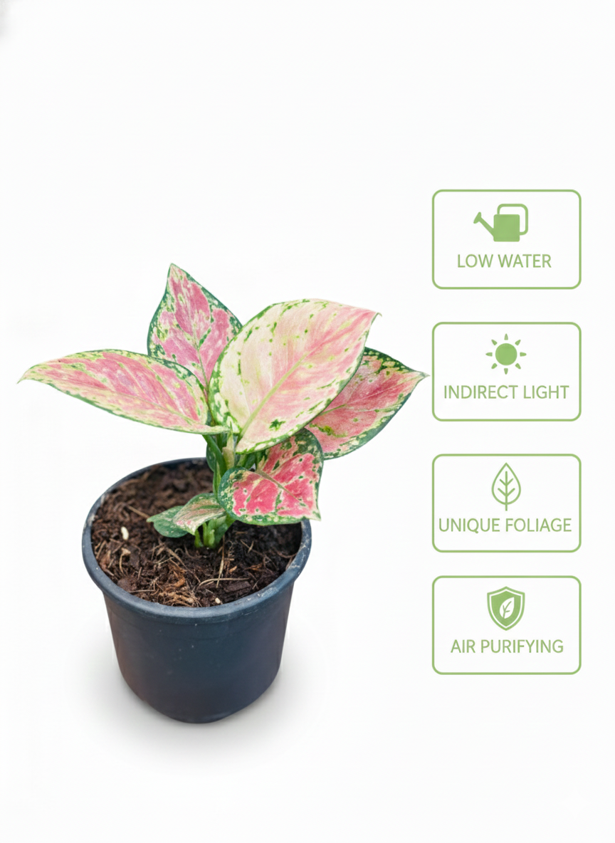 Aglaonema Lady Valentine