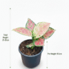 Aglaonema Lady Valentine