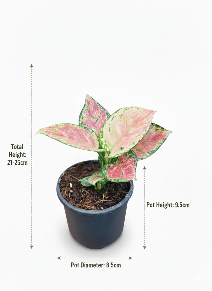 Aglaonema Lady Valentine