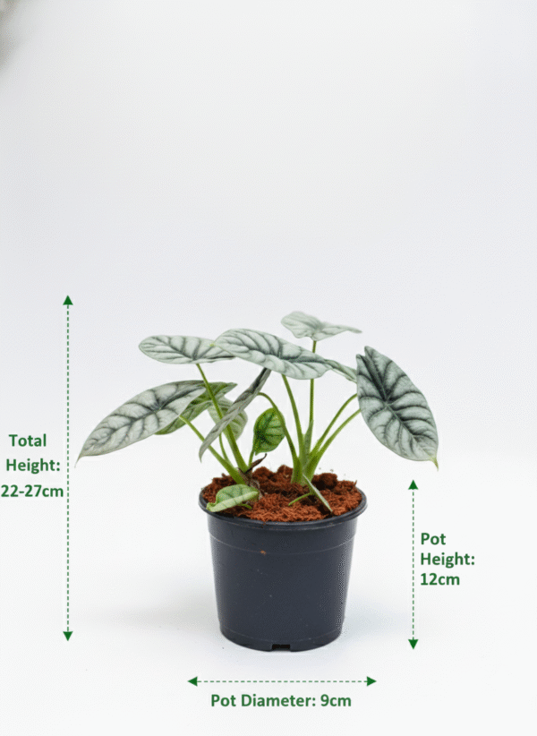 Alocasia Silver Dragon
