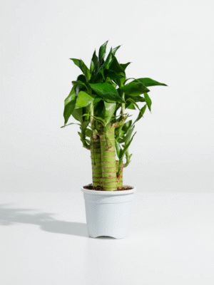 Lucky Bamboo White Stripe Gold