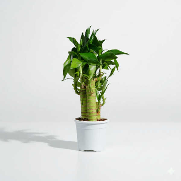 Lucky Bamboo White Stripe Gold