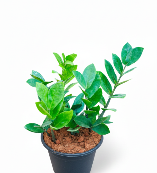 Best Indoor Plant BY PlantSathi Zamia Green TOp