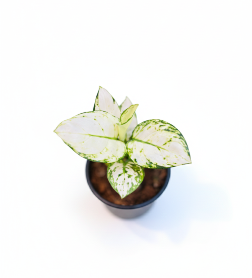 Best Indoor Plant By Plant Sathi Aglaonema Super White top