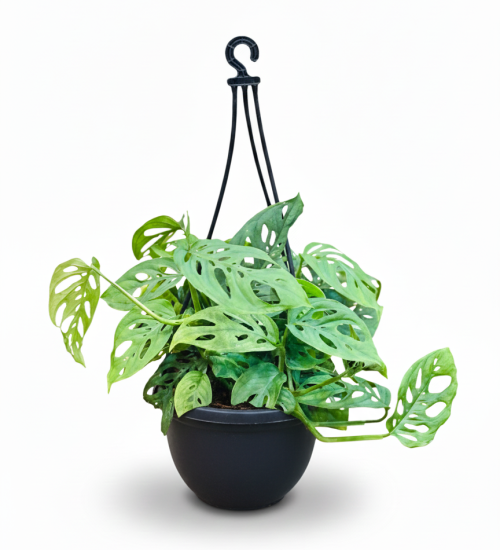 Best Indoor Plant By PlantSathi Broken Heart top main