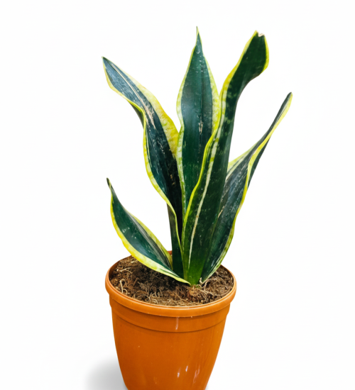 Best Indoor Plant By PlantSathi Snake Plant Main