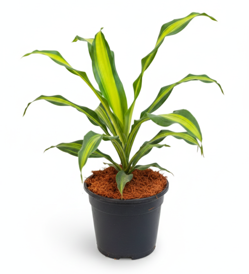 Best Indoor Plant by PlantSathi Dracaena DharaSingh Main1