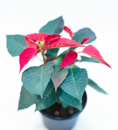 Best Indoor Plants By PlantSathi poinsettia red top