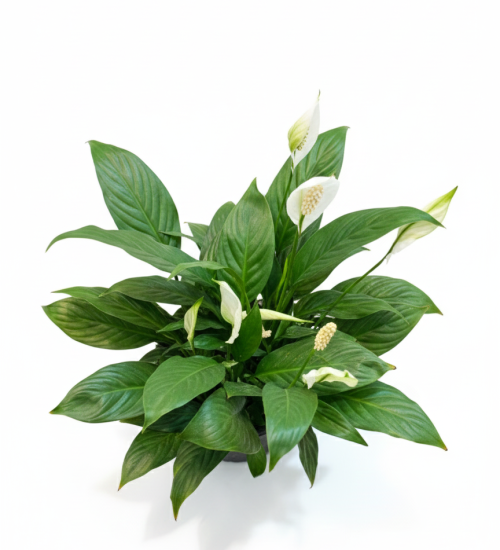 Best Indoor plant Plant Sathi Peace Lily top view