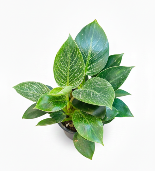 Best Indoor plant by PlnatSathi Philodendron Birkin top