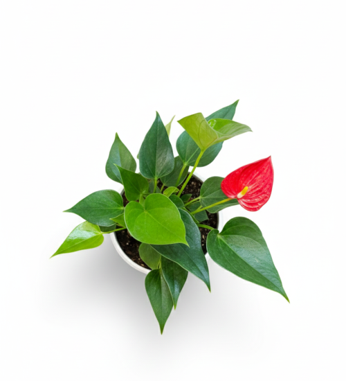 Best Indoor plant by plant sathi atherum red top