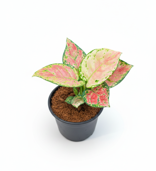 Best Indoor plant plant sathi aglonema lady valentine