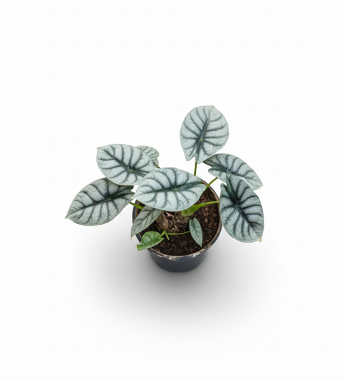 Best Ondoor plant by plant sathi Alocasia Silver Dragon top